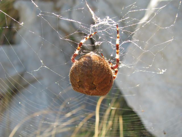 Araneus sp.